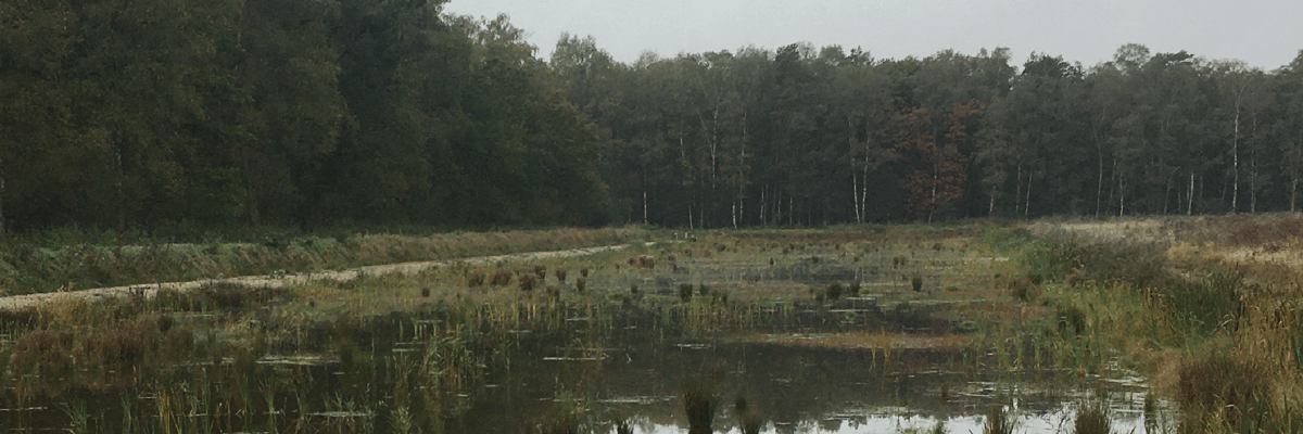 wetland-02-01-01